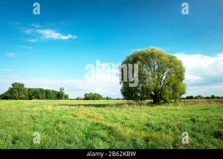 Large willow tree growing on a green meadow and blue sky Stock Photo