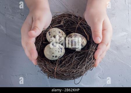 holding in hands a nest with quail eggs. Flat lay and copy space Stock Photo