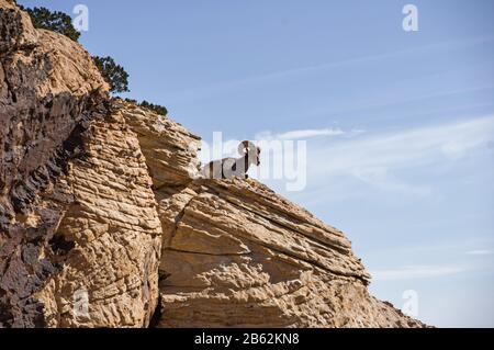 desert bighorn sheep or Ovis canadensis sitting on a mountain ledge in Red Rock Canyon National Conservation Area near Las Vegas Nevada Stock Photo