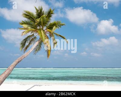 Palm Tree on Beach on Maldives with Cloudy Sky and Indian Ocean. Stock Photo