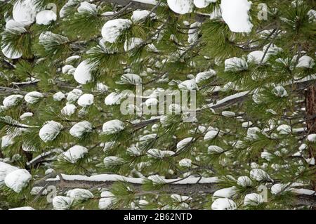 detail of snow in the branches of pine trees Stock Photo