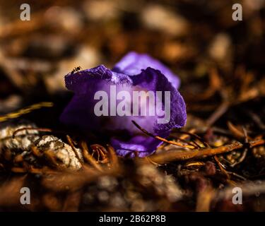 A Jacaranda Flower with an ant walking atop of it Stock Photo