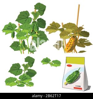 Set of stages of life of a agricultural plant green cucumber isolated on white background. Paper packaging for storage of seeds. Vector cartoon close Stock Vector