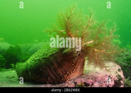 Orange Footed Sea Cucumber underwater in the St. Lawrence River Stock Photo