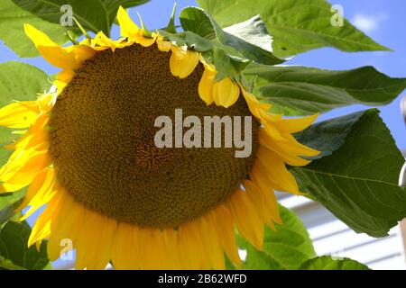 Close up of a Giant Sunflower head (Helianthus) in early Autumn Stock Photo