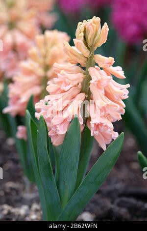 Close up of Hyacinth 'Gypsy Queen' in bloom in early March Stock Photo