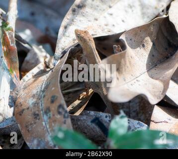 Clouded Anole Reptile (Anolis nebulosus) Perched in Leaf Litter on the Ground in Jalisco, Mexico Stock Photo