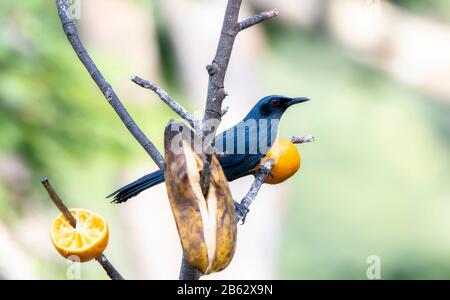 A Blue Mockingbird (melanotis Caerulescens) Feeding On A Fruiting Tree 