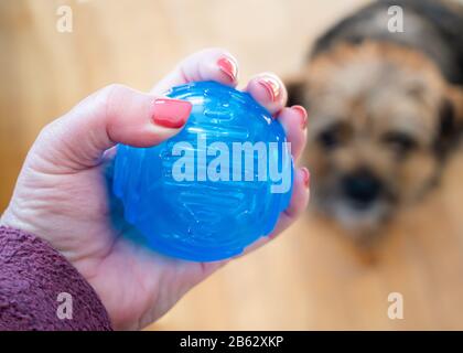 A woman holding a blue ball with a border terrier in the background. Stock Photo