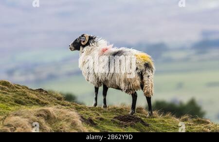 Swaledale ewe, a female sheep looking out across the Dale.  Early Spring  in Wensleydale, North Yorkshire and close to lambing time. Landscape. Stock Photo