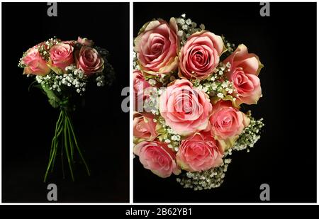 Collage of pink roses isolated on dark background. Closeup. Stock Photo