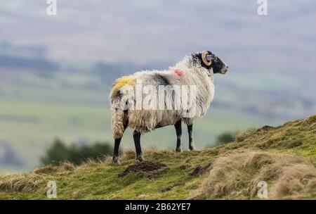 Swaledale Sheep looking across out across the Dales in Wensleydale, North Yorkshire.  Close to lambing time in Spring.  Horizontal. Space for copy. Stock Photo
