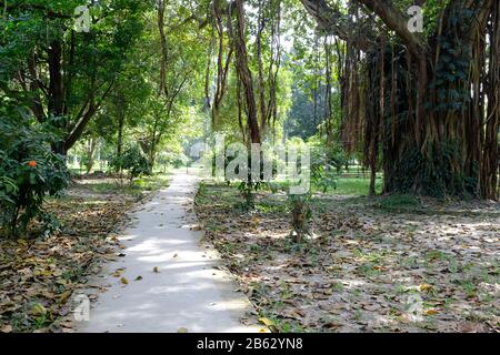 open and empty parks with old trees. Stock Photo