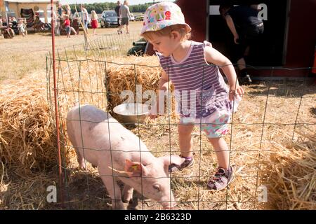 Little girl stands looking at some pigs that is in cage. Stock Photo