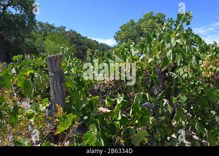 Fresh Ripe Grapevine Rows in the Rio Grande Rio valley in late summer. Stock Photo