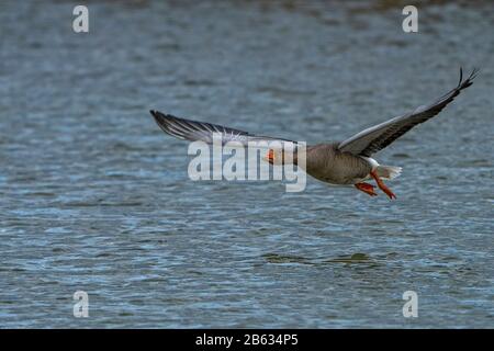 Greylag Goose-Anser anser in flight. Winter Stock Photo
