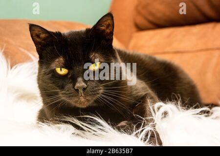 Close front end view of a 16 yr old female black shorthaired domestic cat Felis catus lying on a white fluffy pet rug against brown seating Stock Photo