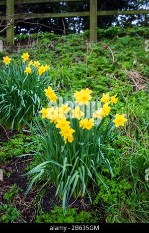 A clump of wild daffodils narcissus growing on an uncultivated bank next to the Kennet and Avon canal in Devizes Wiltshire Stock Photo