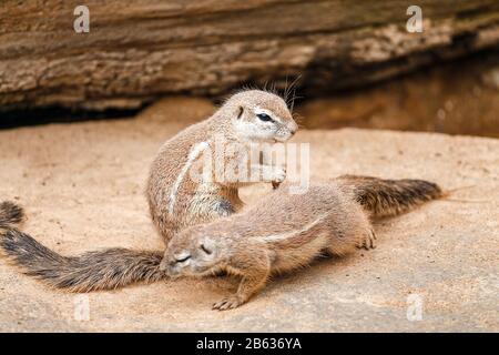 Two Cape Ground Squirrel, Xerus inauris eating and communicating to each other Stock Photo