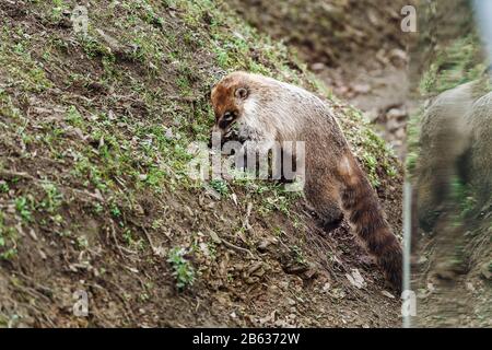 Ring tailed coatis Nasua Digs in the ground in search of food Stock Photo