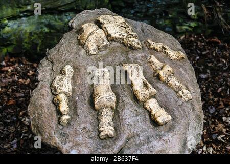 skeleton fragment fossil of a dinosaur foot in a stone Stock Photo