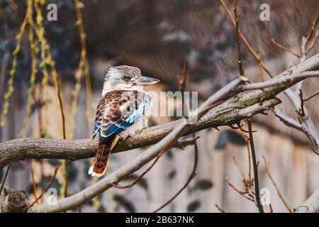 Australian Laughing Kookaburra Dacelo novaeguineae or a laughing kingfisher sitting on a branch of a tree Stock Photo