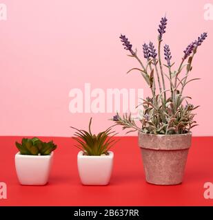 gray ceramic pot with a growing bush of lavender and two ceramic pots with plants on a red background, close up Stock Photo