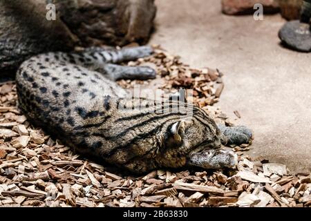 Smoky leopard sleeping in an enclosure at the Prague Zoo Stock Photo