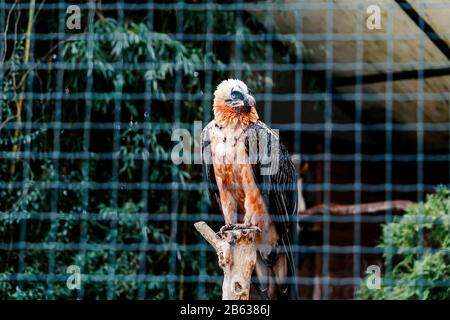 bearded eagle in a cage Stock Photo