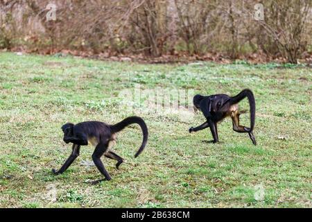 running funny black ape monkey Stock Photo