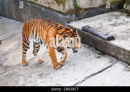 Sumatran Tiger walking in a zoo against a stone wall Stock Photo
