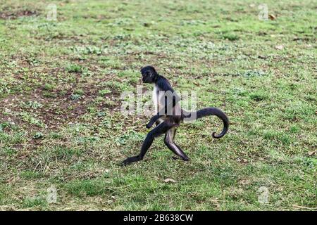 running funny black ape monkey Stock Photo