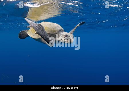 olive ridley sea turtle, Lepidochelys olivacea, in open ocean, offshore from southern Costa Rica, Central America ( Eastern Pacific Ocean ) Stock Photo