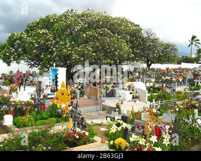 Big frangipani tree (Plumeria) in a cemetery on a tropical island. Stock Photo