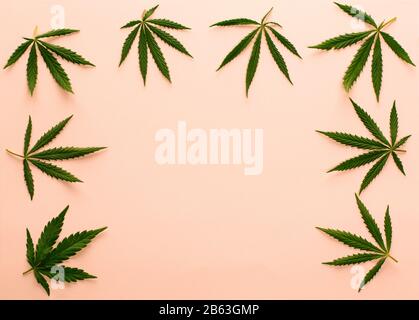 Big fresh green organic cannabis marijuana leaves isolated on peach pink color background with copy space for your text. Happy life with ganja smoking Stock Photo