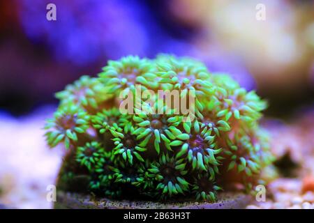 Green Flower Pot LPS Coral - (Goniopora sp.) Stock Photo