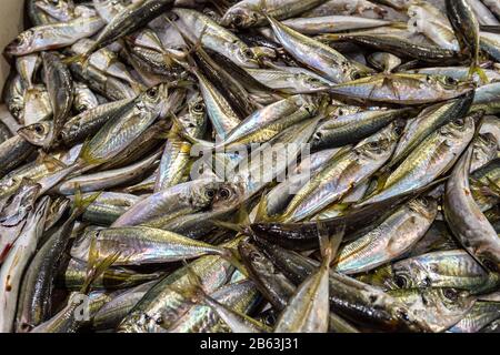Fresh sardines at the market in Portugal Stock Photo