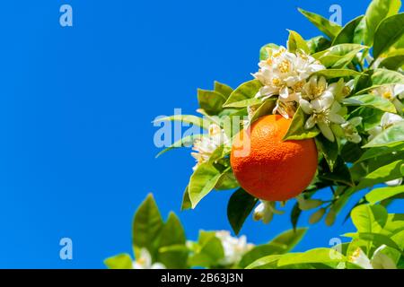 Isolated Orange Blossoms Small Branch Of Orange Tree With Flowers