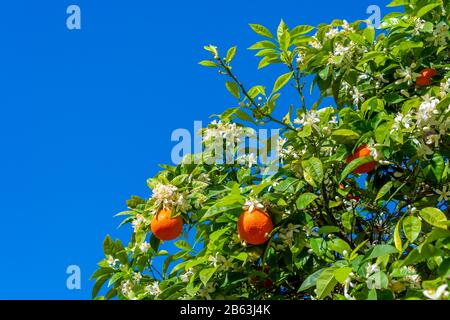 Isolated Orange Blossoms Small Branch Of Orange Tree With Flowers