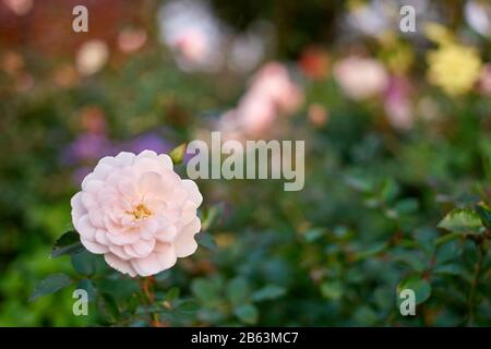 One pile purple flower head. Stock Photo