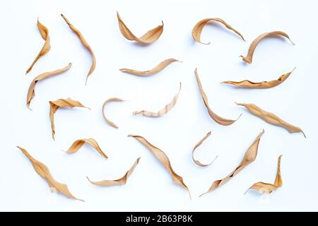 Eucalyptus dry leaves on white background. Stock Photo