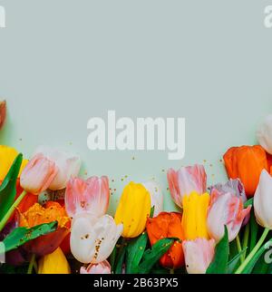Holiday layout for greetings. frame of multi-Colored bouquets of tulips with gold stars sequins on a light blue background. Stock Photo