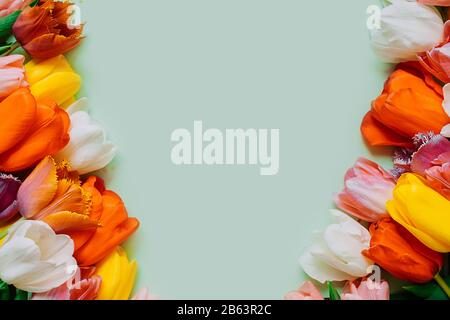 Holiday layout for greetings. frame of multi-Colored bouquets of tulips on a light green background. Stock Photo