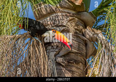 Wild Toco Toucan eating on the palm tree in Brazil (Ramphastos toco) Stock Photo