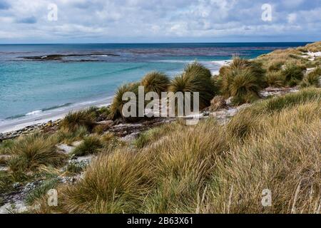 Sea Lion Island, Falkland Islands. Stock Photo