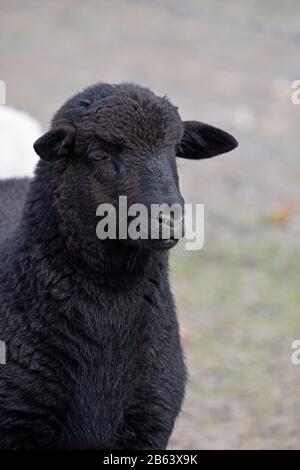 all black dorper sheep lamb Stock Photo