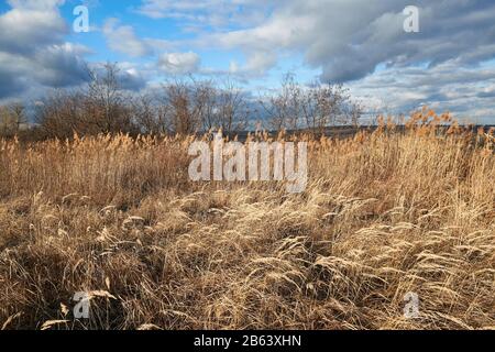 Dry autumn meadow and bushland Stock Photo