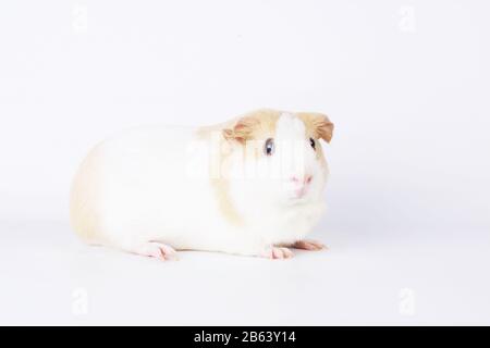 Guinea Pig Studio Shot on White Background Stock Photo