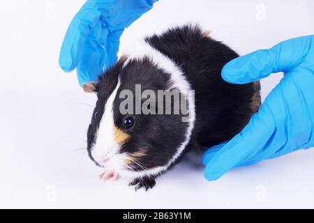 Guinea pig scared to be sales picked up