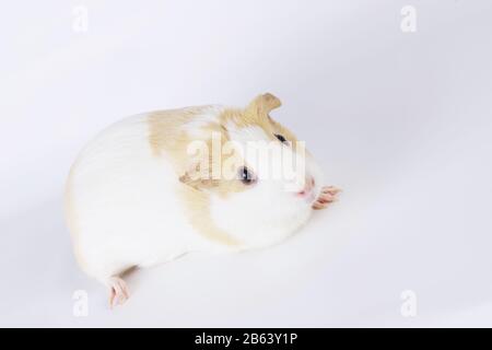 Guinea Pig Studio Shot on White Background Stock Photo